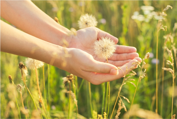 Mãos segurando um dandelion