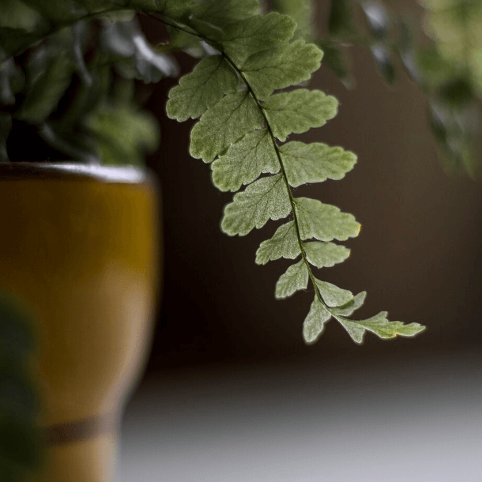 Planta em vaso