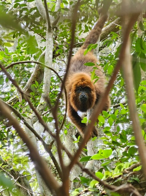 Macaco em árvore